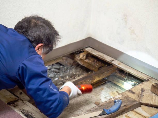 Best Commercial Mold Removal  in Lapeer, MI