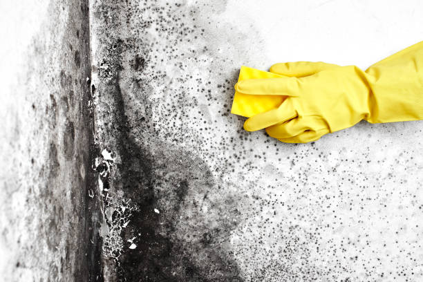 Best Mold Damage Repair  in Lapeer, MI