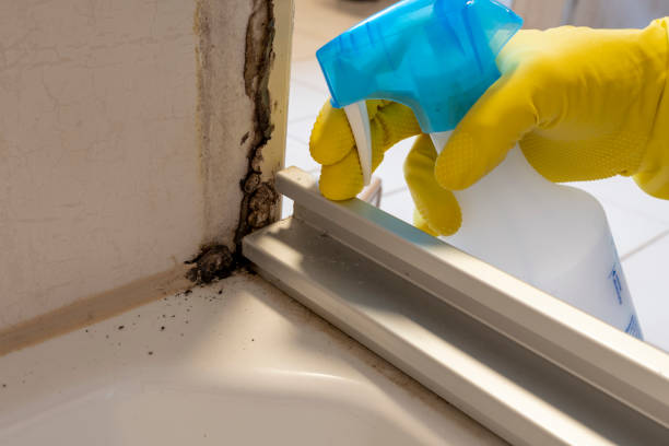 Best Local Mold Removal Service  in Lapeer, MI