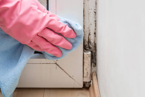 Best Black Mold Removal  in Lapeer, MI
