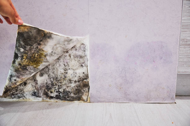 Best Mold Removal Process  in Lapeer, MI